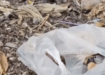 M0511037_Humans are so cruel, looking at that dog my tears just kept falling.#rescue #rescueanimals #rescuepuppy #fyp #animals_part2