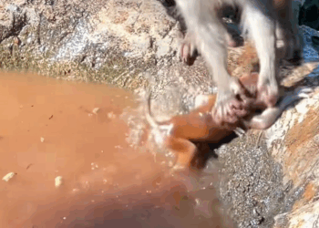 M0511018_little money was abused his mother,I rescued him then #monkey (1)_part2