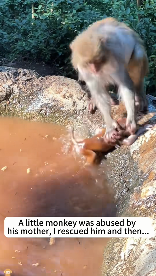 M0511018_little money was abused his mother,I rescued him then #monkey (1)_part2