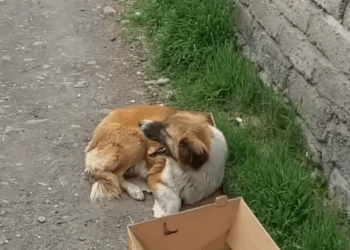 M0511034_Heartbreaking mom her newborn puppies were thrown away without any_part2