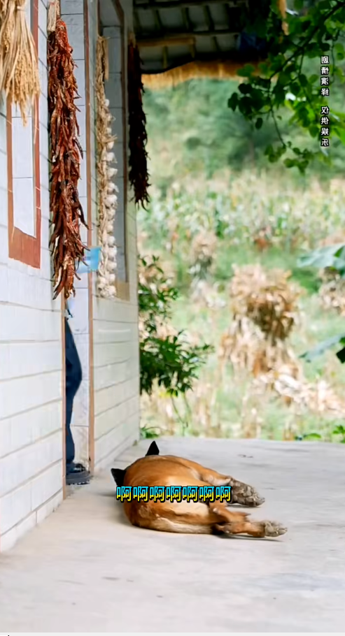 M0511024_owner help his dog #autocamping #cartoonsforkids (1)_part2