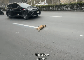 M0911006_Hoy vi esta perrita atropellada en la Costa Verde, cerca del canil_part2