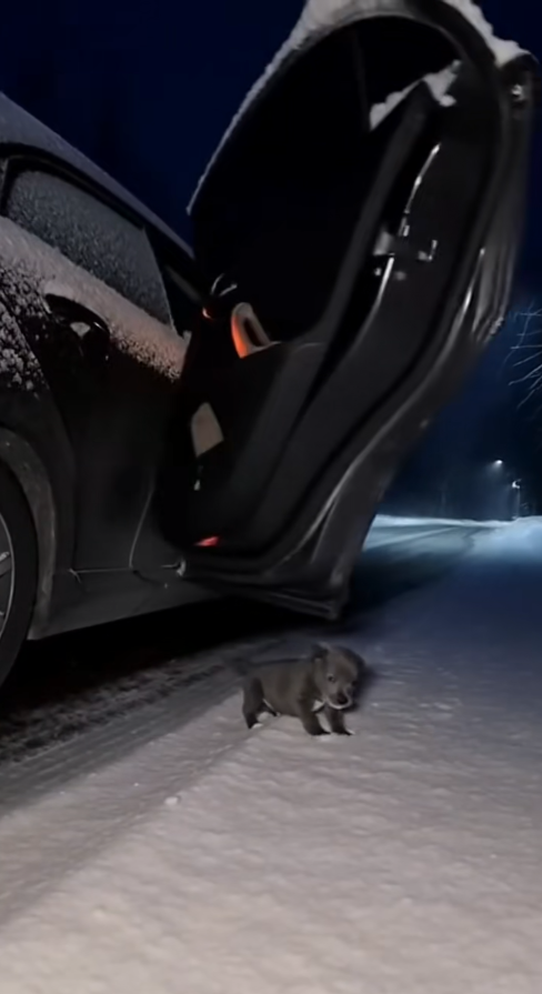 M0911017_Left in Snow Found by Love #CatRescue #WinterStory #Res…_part2