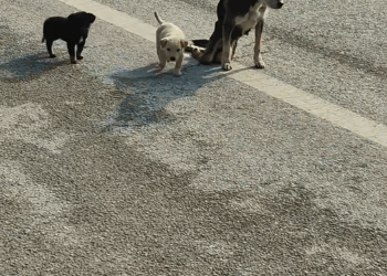 M0911015_saw an injured mother dog two puppies. It heartbreaking to w…_part2