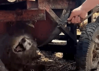 M0911014_Heartbroken Dog Path Fear to Faith in Humans Again_part2