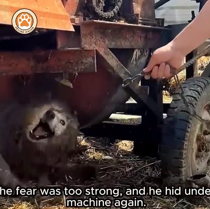 M0911014_Heartbroken Dog Path Fear to Faith in Humans Again_part2