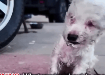 M0911013_Blind Puppy Ate Rocks Just to Survive Until Kindness Changed Everything_part2