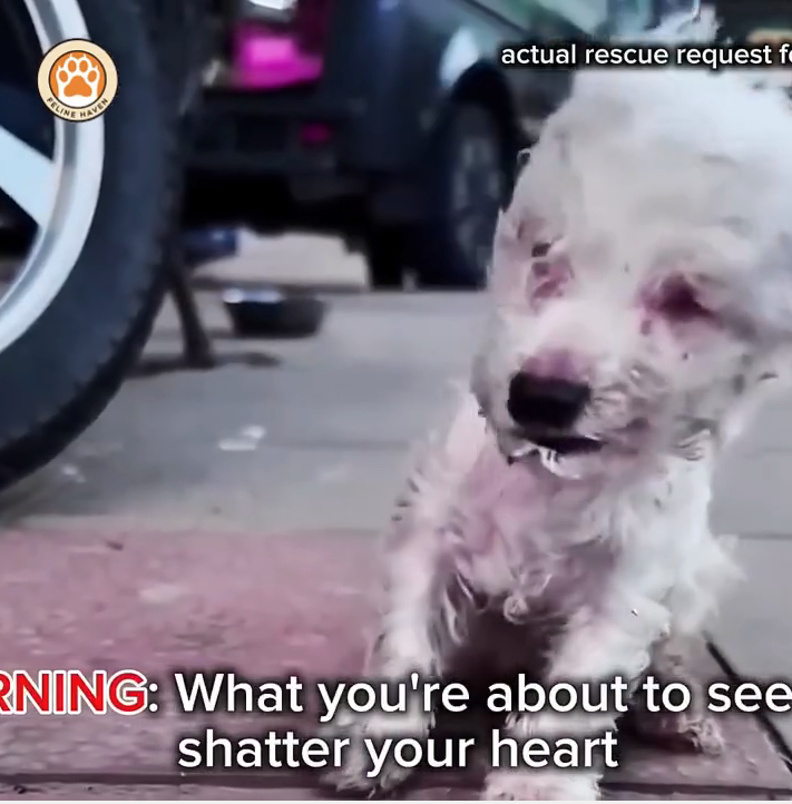 M0911013_Blind Puppy Ate Rocks Just to Survive Until Kindness Changed Everything_part2