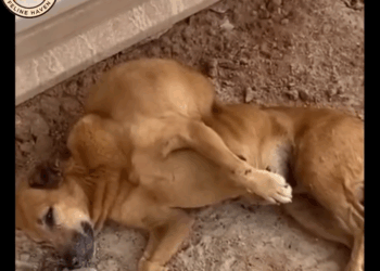 M0911012_She Looked at Every Stranger Passing By Whispering, Please Don Leave Me_part2