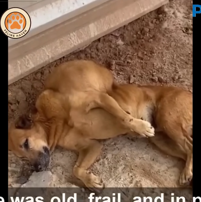 M0911012_She Looked at Every Stranger Passing By Whispering, Please Don Leave Me_part2