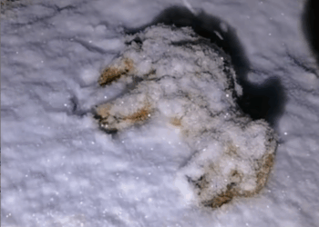 M0911011_Kind man saved puppy lying in snow #rescueanimals #rescue #dog #pup…_part2