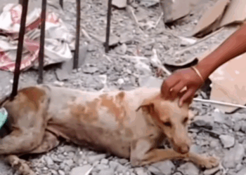 M0511031_#rescuedog #rescue #dog #poordog #dogsoftiktok_part2