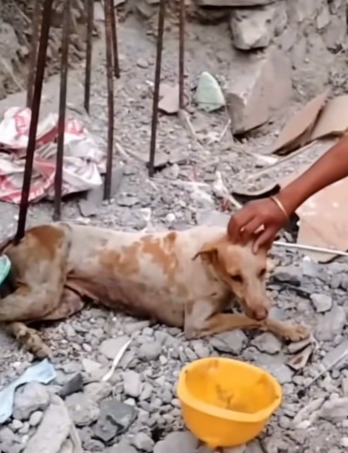 M0511031_#rescuedog #rescue #dog #poordog #dogsoftiktok_part2