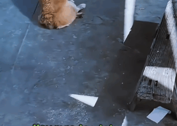 M0511026_Kawawa na nga sisipain pa #motivation #motivational #doglover #petcare #PetLovers #mondaymotivation Genie Sano Jabay (1)_part2