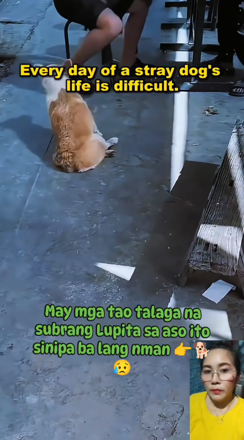 M0511026_Kawawa na nga sisipain pa #motivation #motivational #doglover #petcare #PetLovers #mondaymotivation Genie Sano Jabay (1)_part2