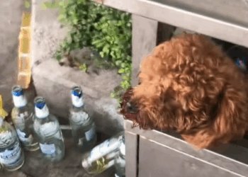 M0511020_OMG, when was taking out trash, found puppy blood in i… (1)_part2