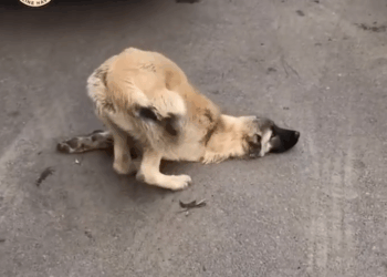 M0911008_He Collapsed on Street, Crying Help But No One Stopped in Time_part2