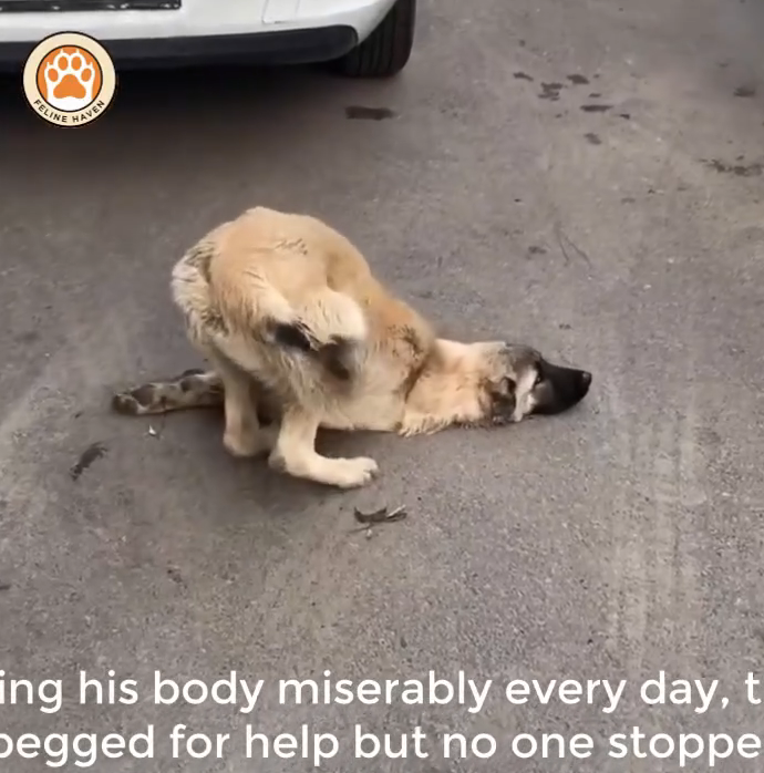 M0911008_He Collapsed on Street, Crying Help But No One Stopped in Time_part2