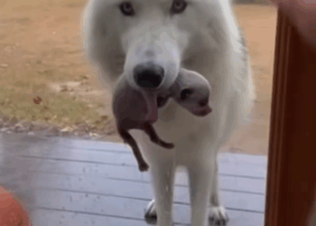 M0911023_helped she wolf save her cub, then happened…#pet #love…_part2