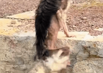 M0911021_poor hungry puppy #LoveThatSaves #AnimalRescue #AnimalProtection_part2