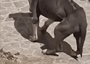 M0911020_Abandonado dias sem comida sem água #NovaChance #resgatedecachor…_part2