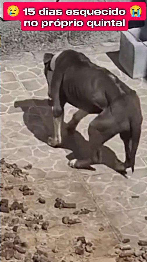 M0911020_Abandonado dias sem comida sem água #NovaChance #resgatedecachor…_part2