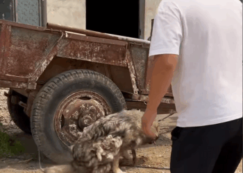 M0911019_Rescue puppy whose legs were broken by its owner.#puppy #dog #dogso…_part2