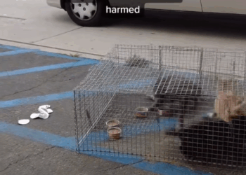 M0911025_Rescuing Cats Kittens #tnrworks #catrescue #catsoftiktok #kittenr…_part2