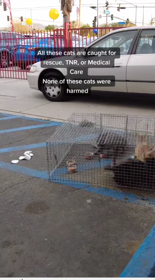 M0911025_Rescuing Cats Kittens #tnrworks #catrescue #catsoftiktok #kittenr…_part2