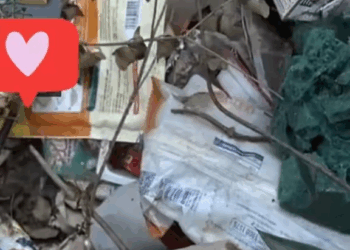 M1111004 kitten got truck in theo water pipe #rescuecats #lovercat #rescuea part 2