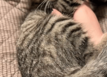 M1111003 found kitten trapped under car then #rescue #animal #kitt part2