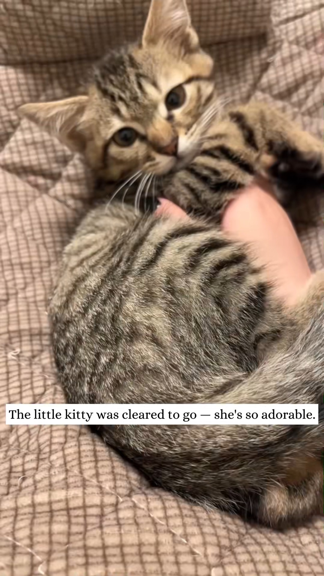 M1111003 found kitten trapped under car then #rescue #animal #kitt part2