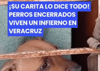 M0111012_¡Su carita lo dice todo! 💔🐾 Perros encerrados viven un infierno en Veracruz, vecinos piden ayuda #TikTokMehizoVer #TikTokInforma #Animales #Perr_part2