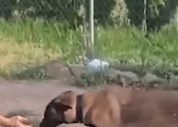 M1111008 Atención  part2