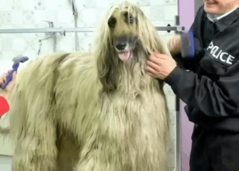 M1111010 #foryou #rescuedog #puppy #puppiesoftiktok #puppydog #dogvideos part2