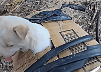 M1111014 man saves poor puppy then #dog #dogsoftiktok #puppy #dogrescu