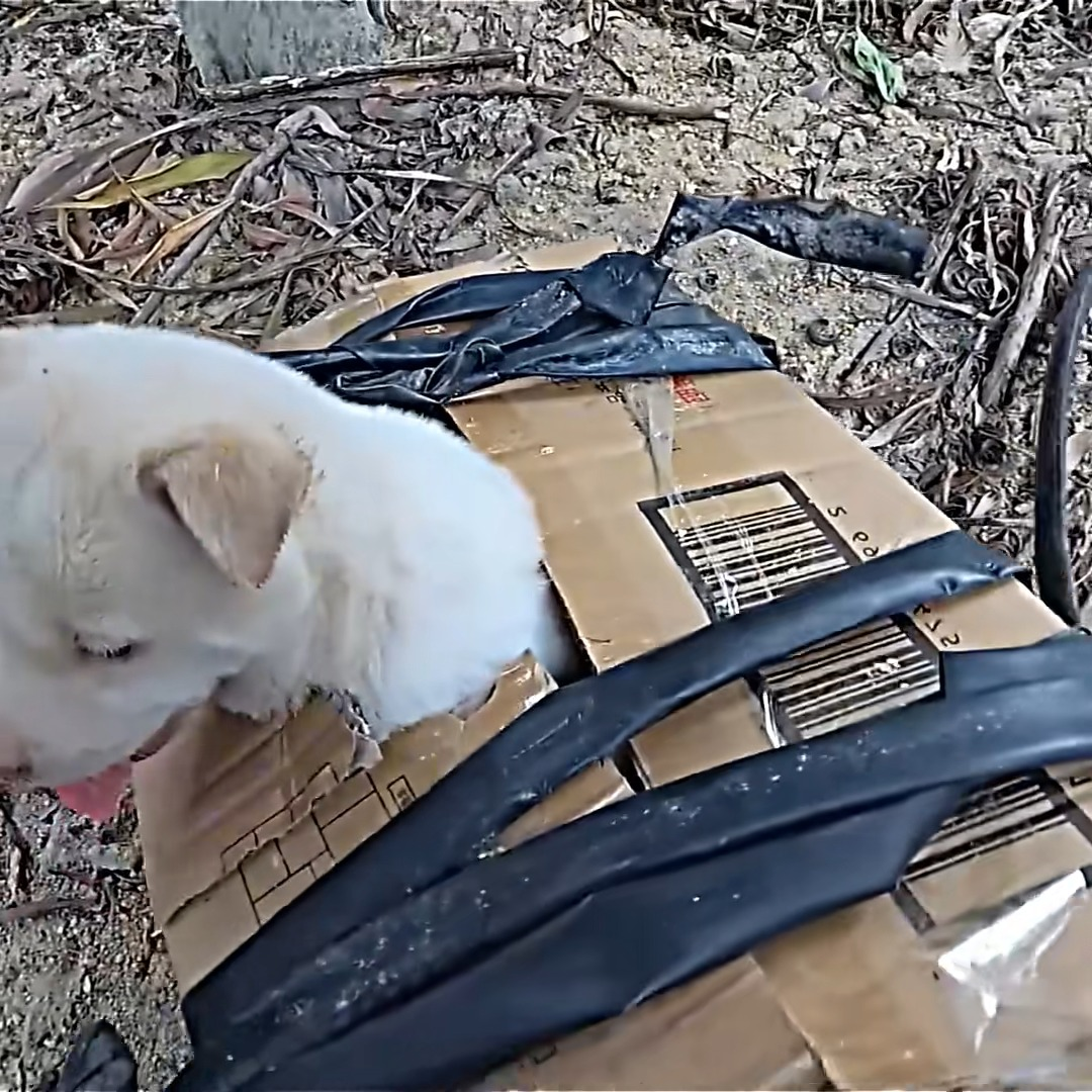 M1111014 man saves poor puppy then #dog #dogsoftiktok #puppy #dogrescu