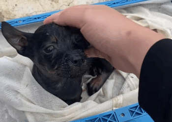 M1111018 Rescued puppy fell into river then #rescue #puppy #dog