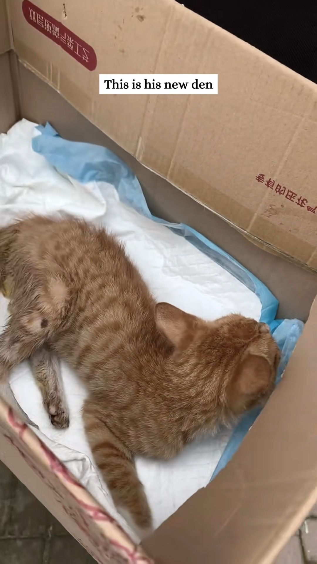 M1111021 Rescue cat trapped under ice surface then #rescue #fyp #ani