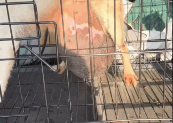 M1111022 Rescue sick dog then #rescue #fyp #animals #dog #dogs #puppy #r