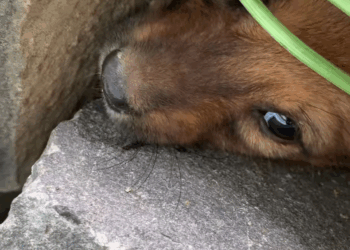 M1111023 #tiktok #cute #fip #puppy puppy stuck part2