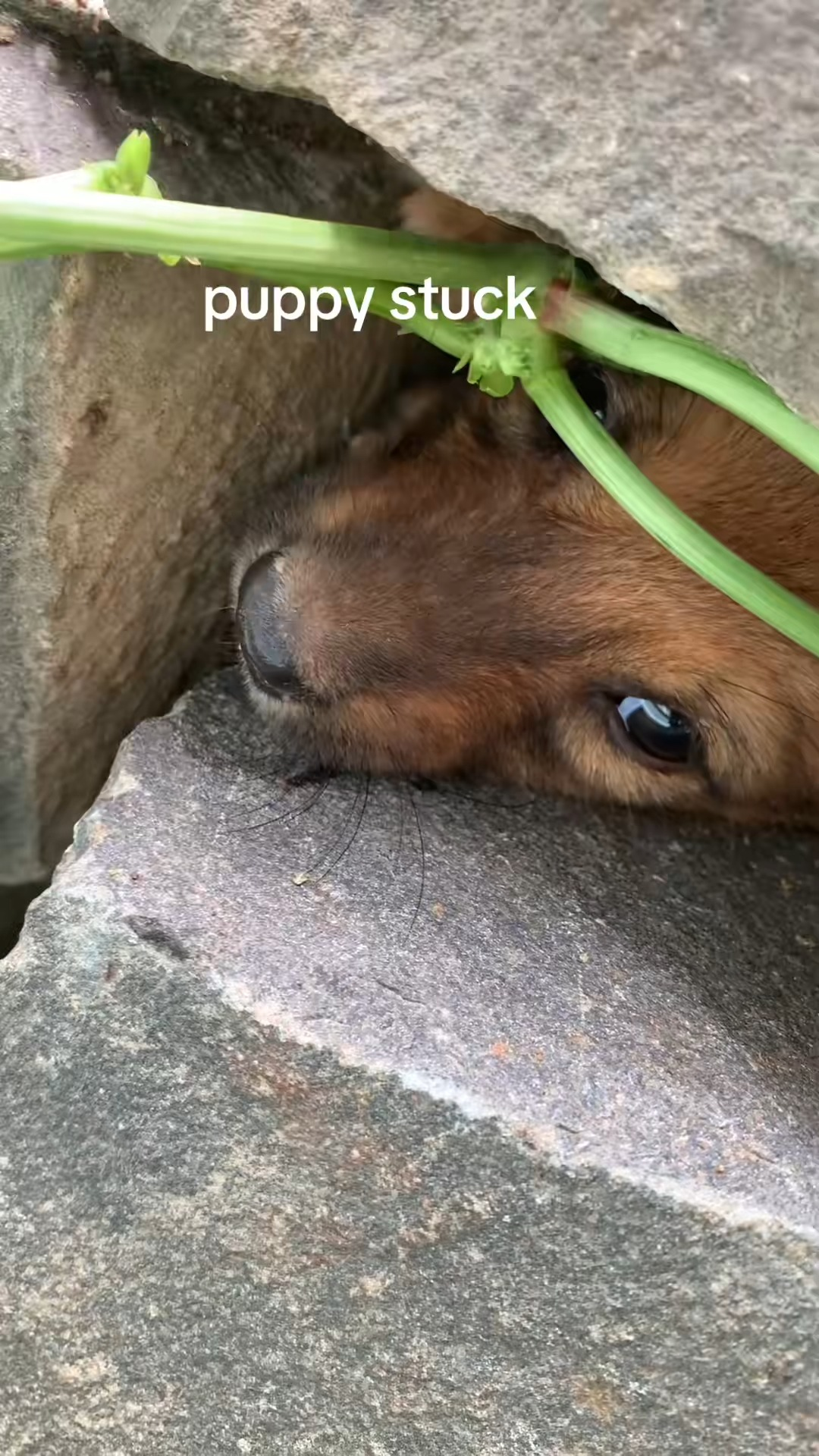 M1111023 #tiktok #cute #fip #puppy puppy stuck part2