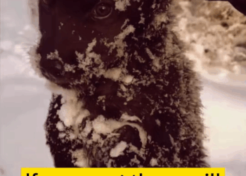 M1111024 If you meet them, will you take them in #straydogs #puppy #straydogre