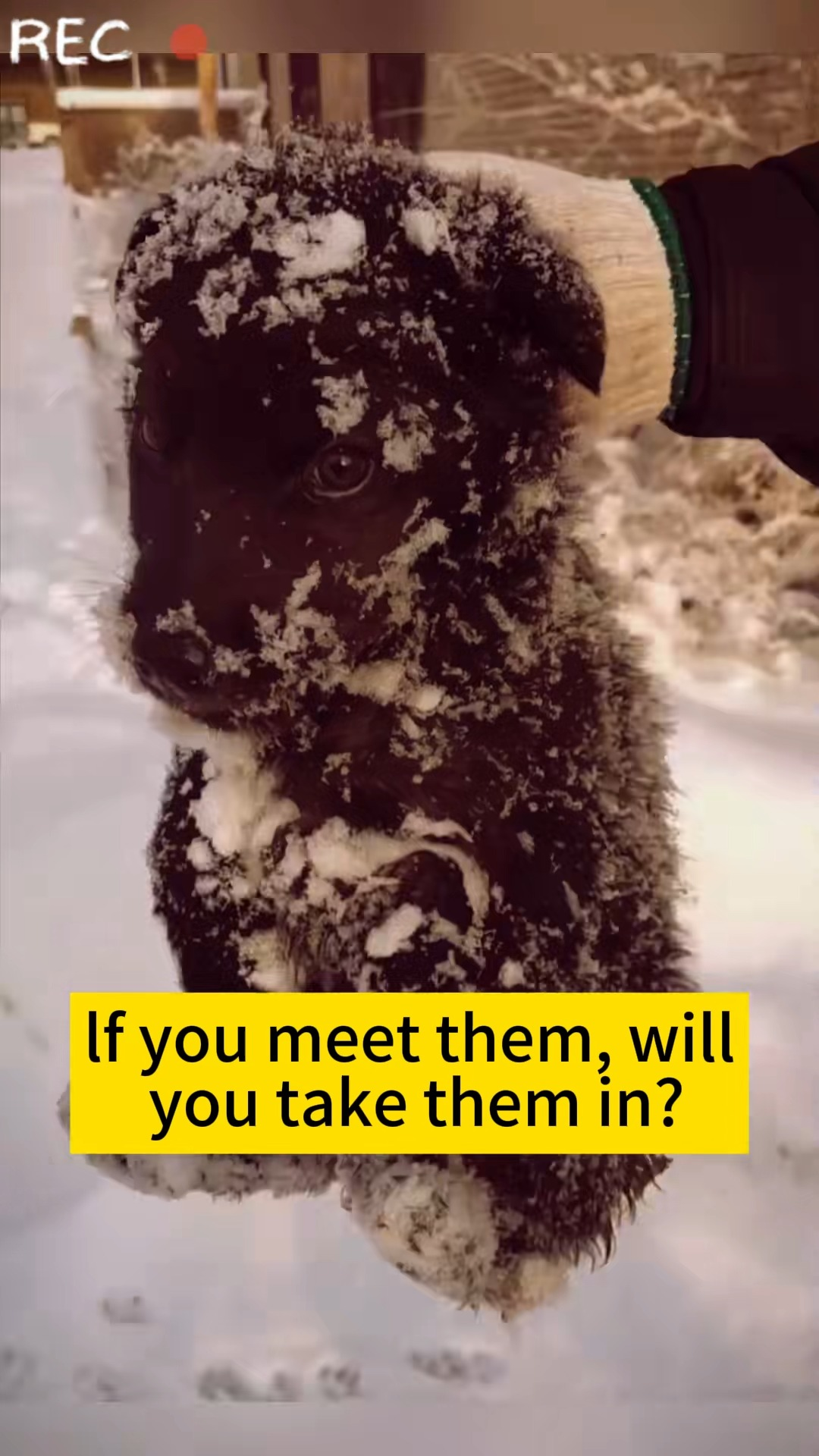 M1111024 If you meet them, will you take them in #straydogs #puppy #straydogre