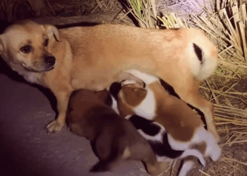 M1111025 Would you like to adopt these puppies #straydogs #dogd part2