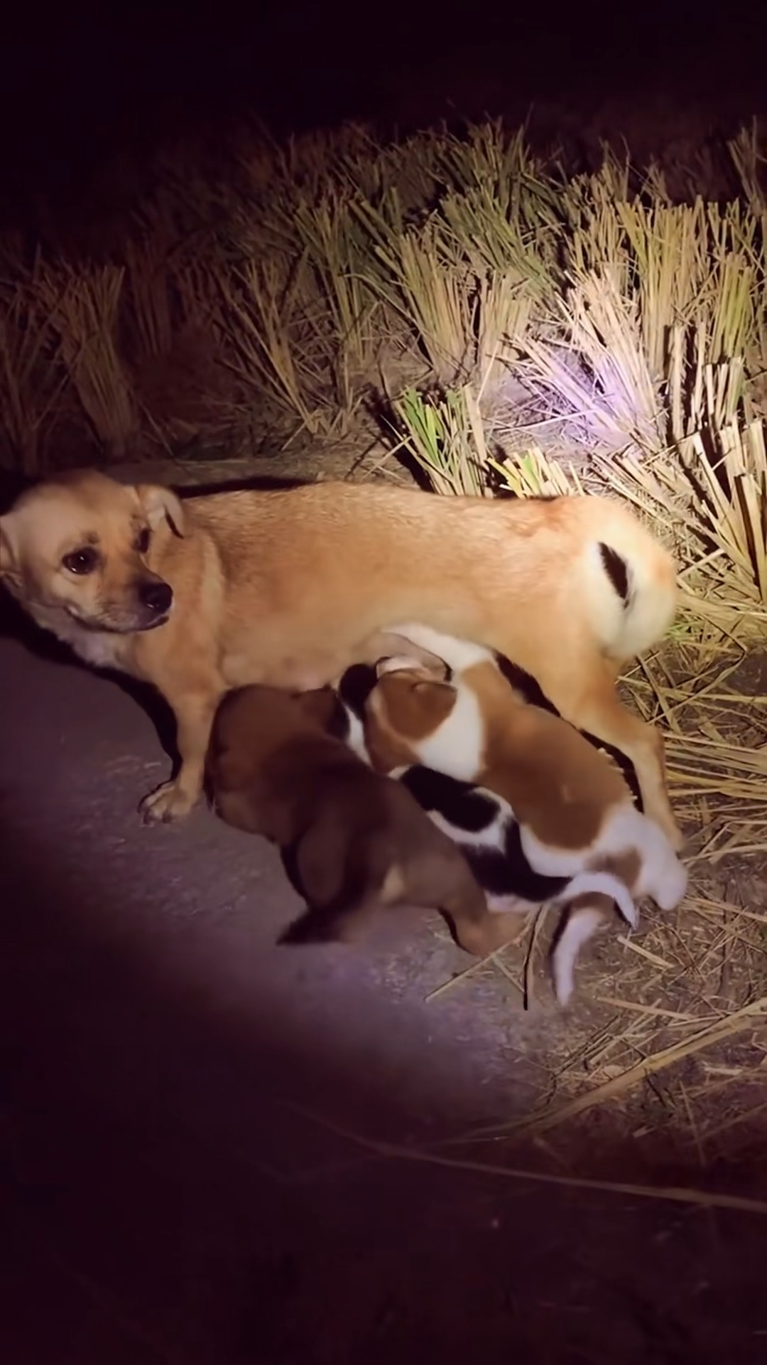 M1111025 Would you like to adopt these puppies #straydogs #dogd part2