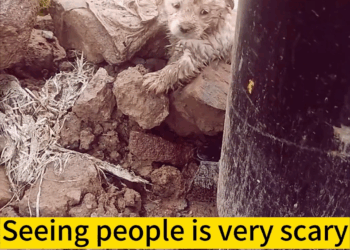 M1111026 On way home get off work, met puppy was shivering f