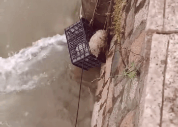 M1111028 If happened to you, would you help dog or even take it in #s