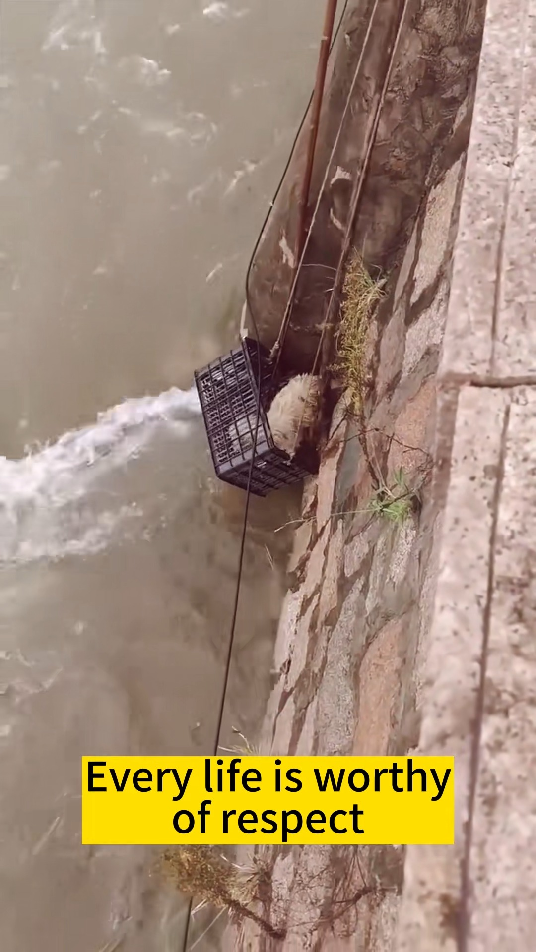 M1111028 If happened to you, would you help dog or even take it in #s