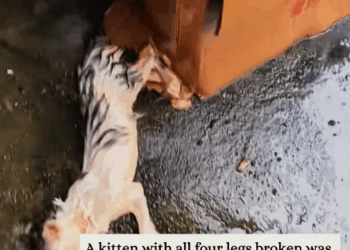 M0911022_rescued kitten all four legs broken.#rescue #animals #fyp #k…_part2